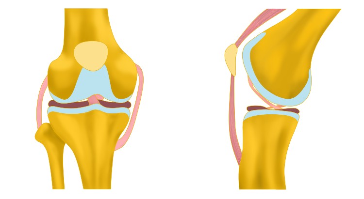 operative treatments cartilage surgical restoration near syracuse ny image of knee diagram