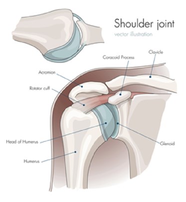 Shoulder joint chart