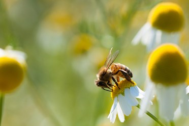 Bee landed and collecting pollen on chamomile flower