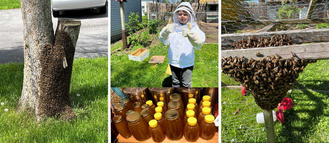 Swarm of Bees at Home and Honey