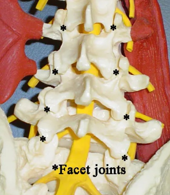 facet arthritis spine model of the facet joints