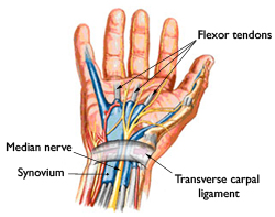 Hand Nerve Diagram by Syracuse Orthopedic Specialists near Syracuse, NY