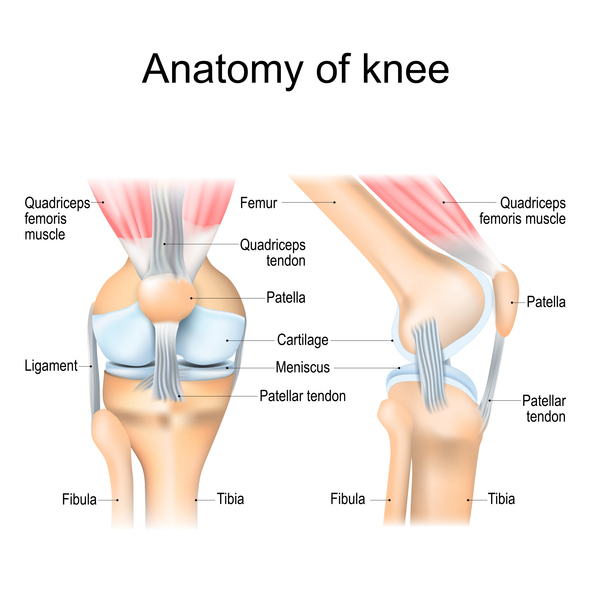 anatomy of the knee