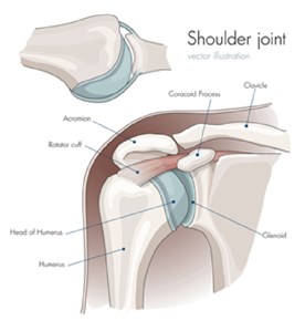 Shoulder Joint Diagram