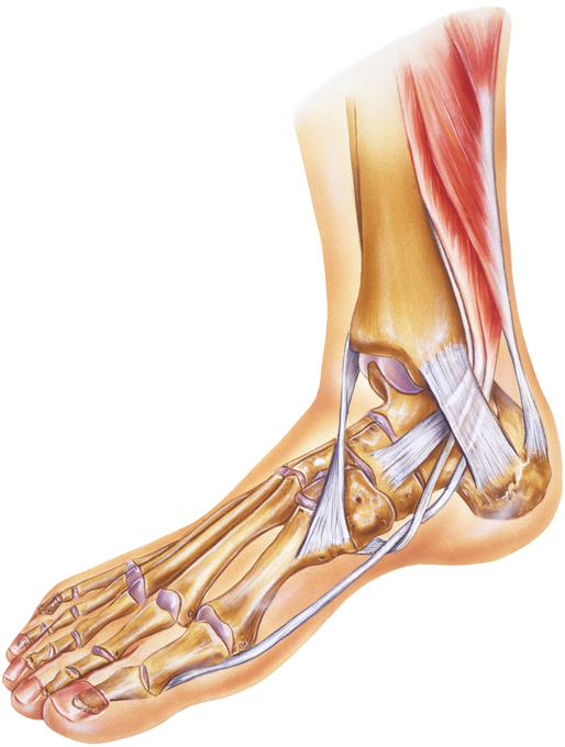 Foot & Ankle - Tendons, Ligaments, Joints and Bones