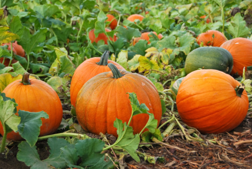 Pumpkin Patch | Back Pain | Lifting